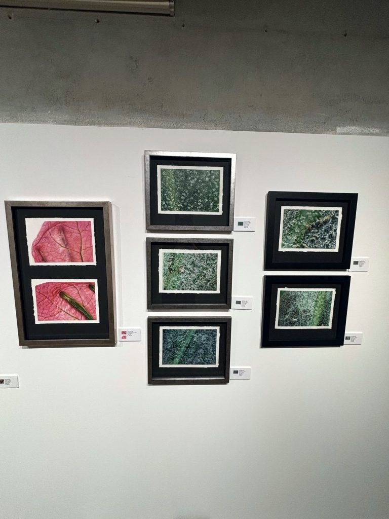 Framed works with leaves on a white wall